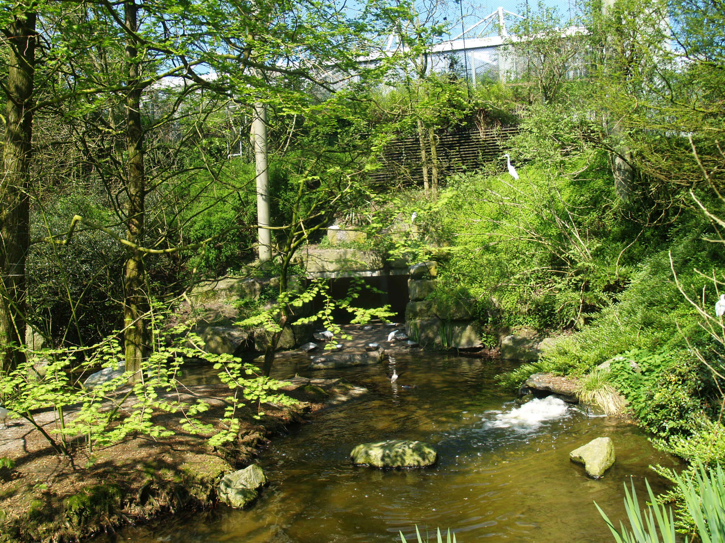 American bird garden, 2009-04-19