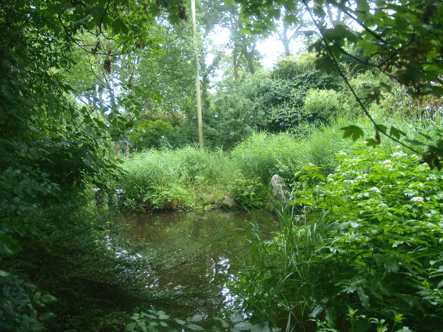 American bird garden, 2015-07-19