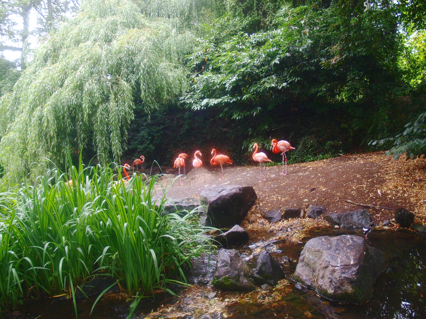 American bird garden - American flamingo beach, 2015-07-19
