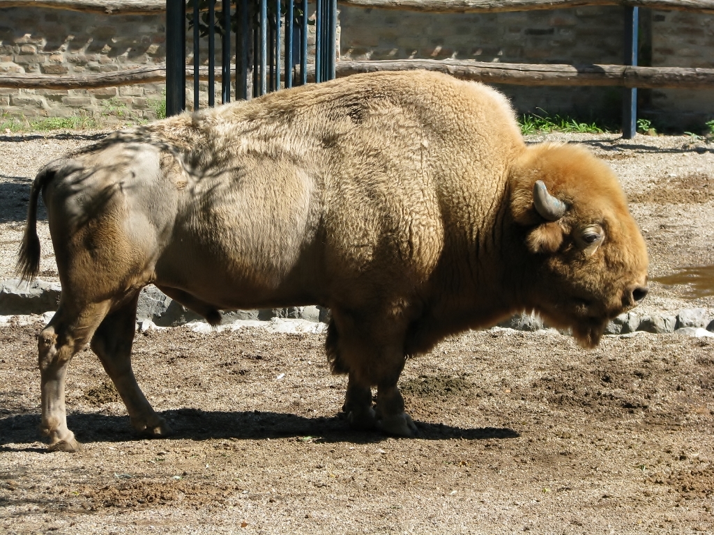 American bison 1