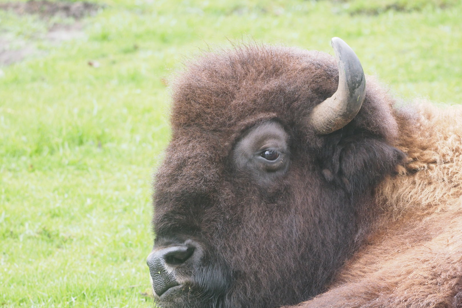 American Bison 1