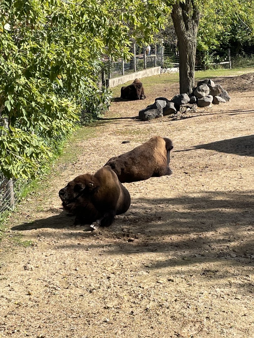American Bison (10/16/21)