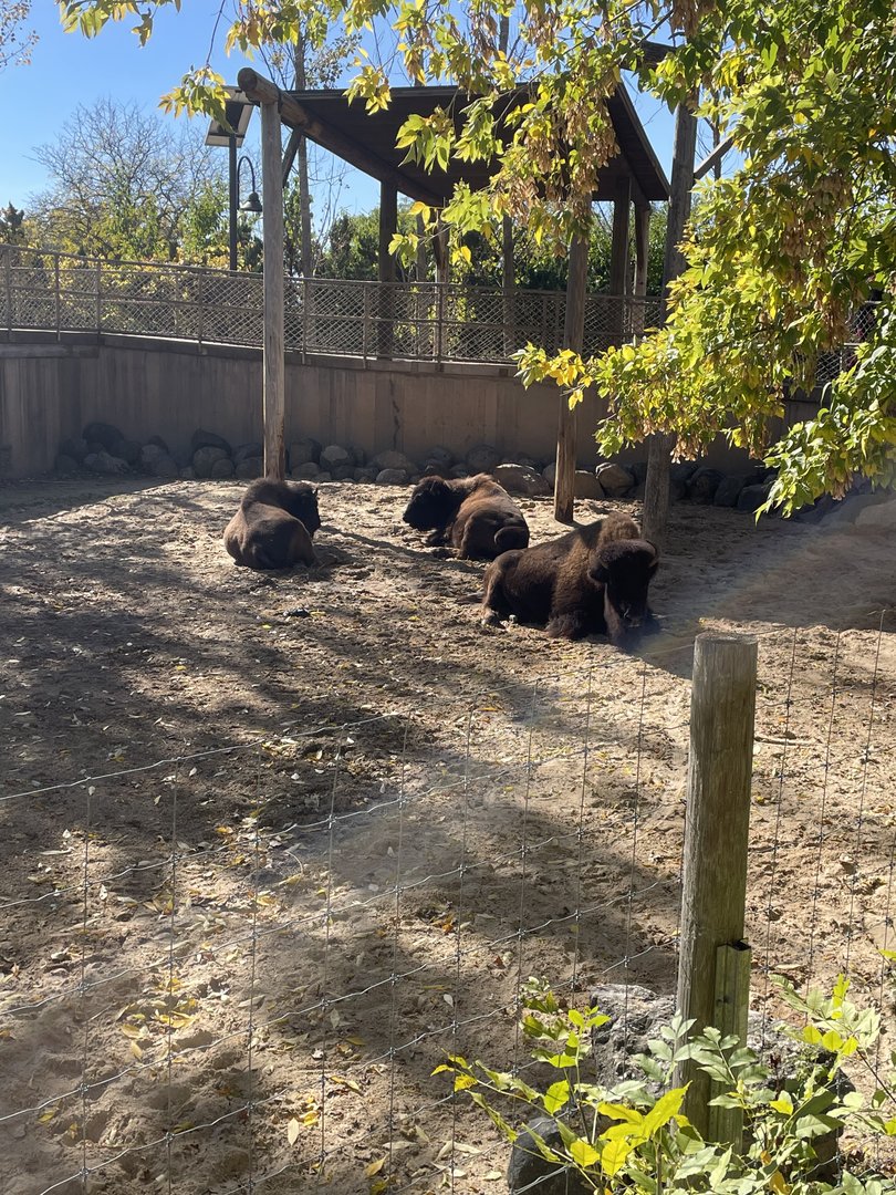 American Bison (10/22/23)
