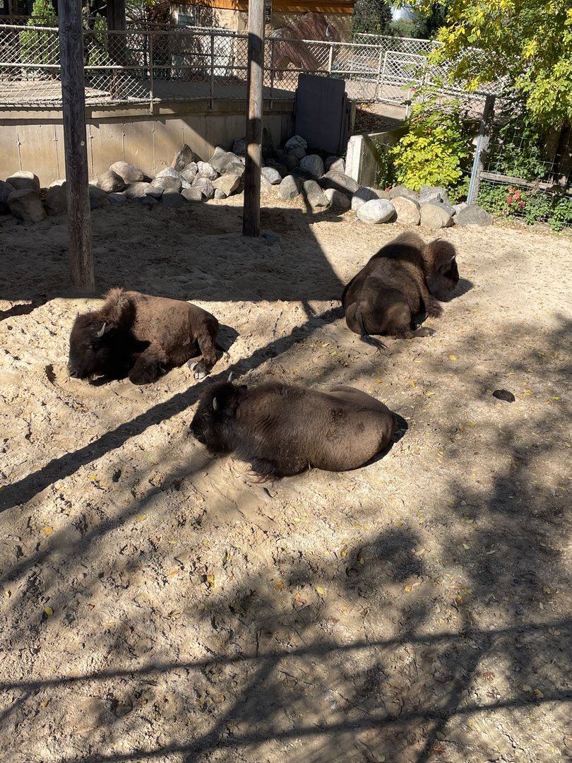 American Bison (10/22/23)