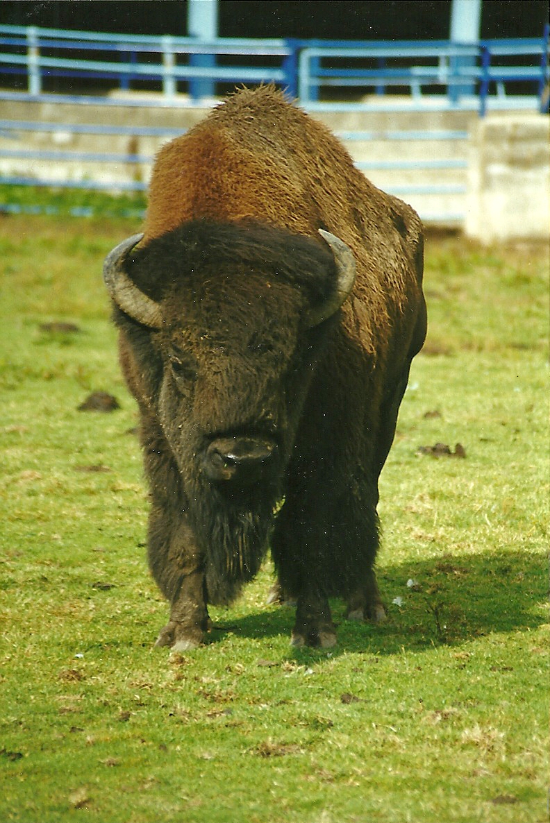 American Bison 14th August 1999