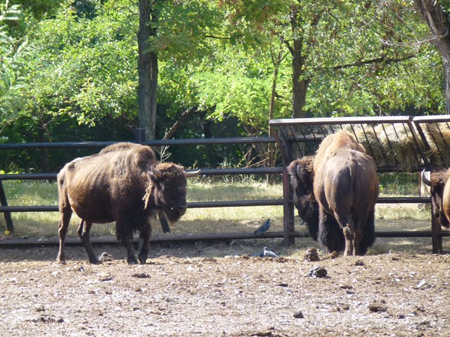 American bison 15.9.13