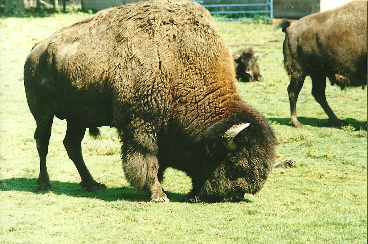American Bison 19th August 2000