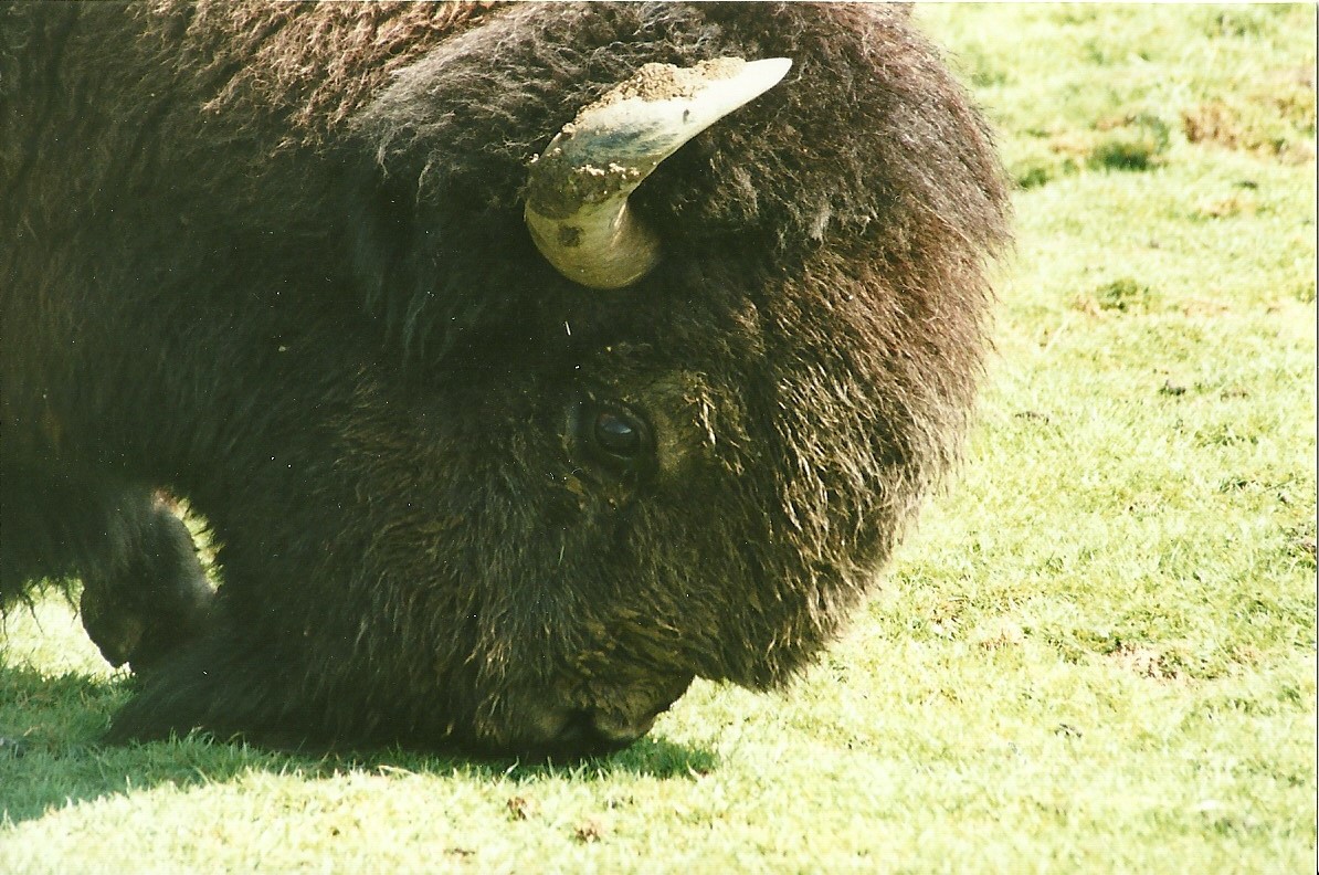 American Bison 19th August 2000