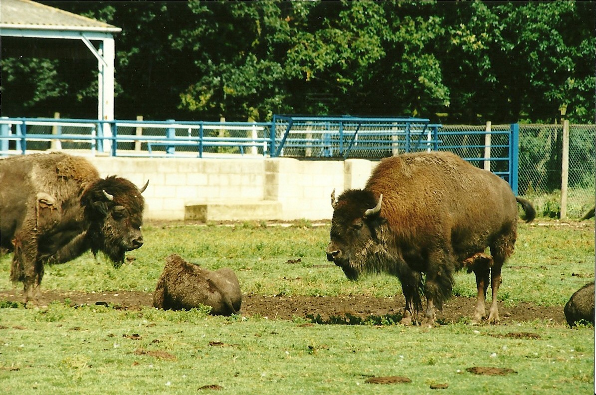 American Bison, 19th August 2000