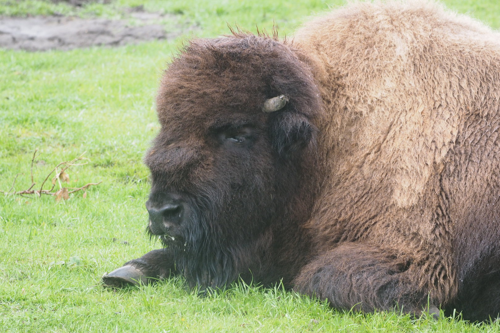 American Bison 2