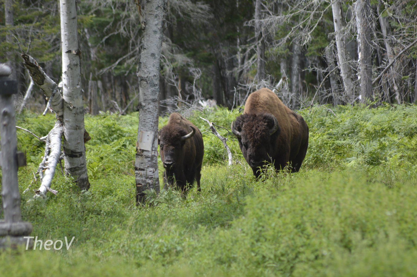 American Bison [2018]