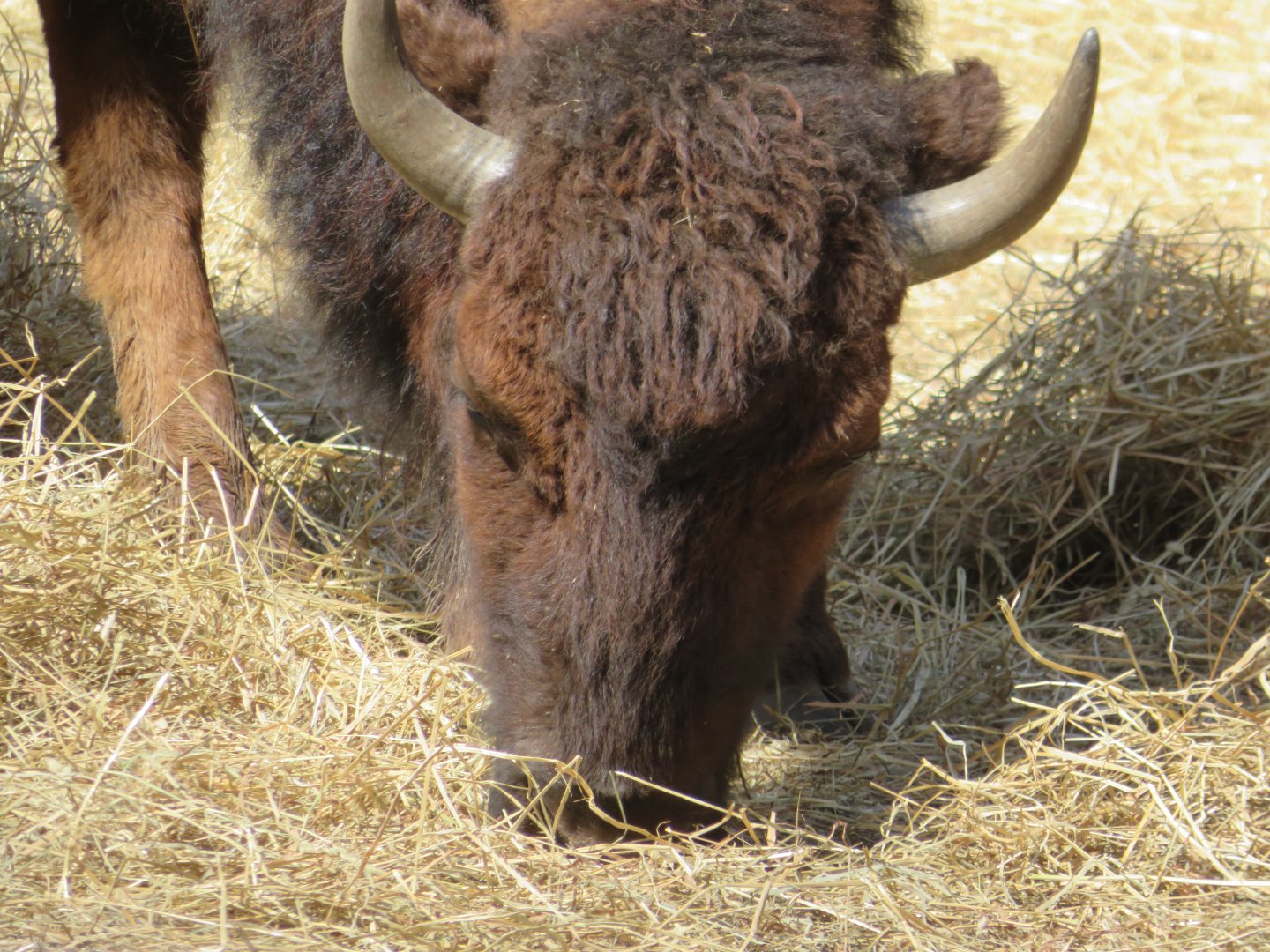 American Bison (2019)