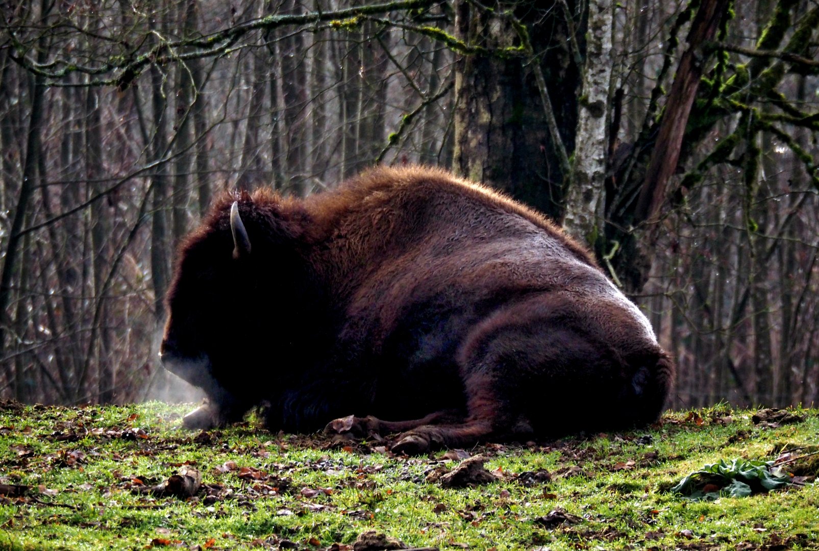 American Bison -2022