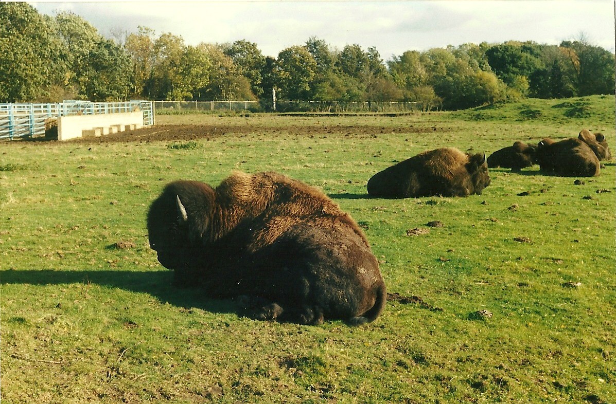 American Bison 26th October 1996