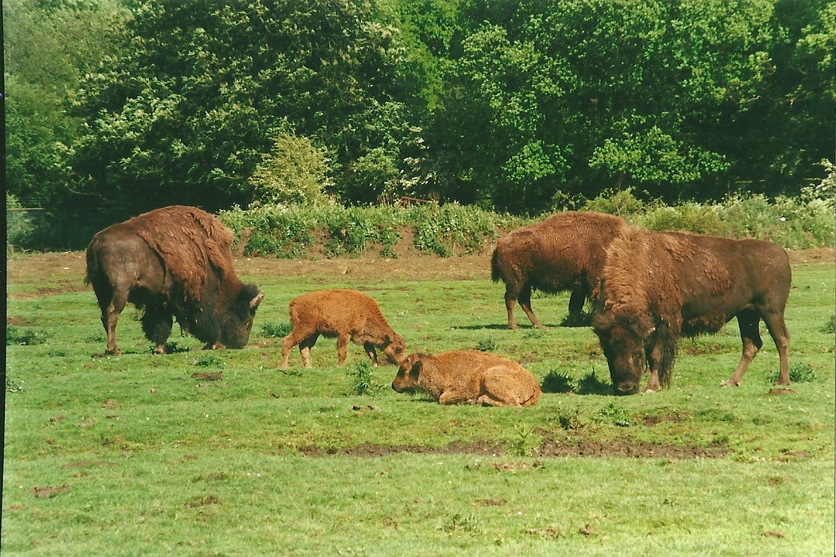 American Bison 27th May 2000