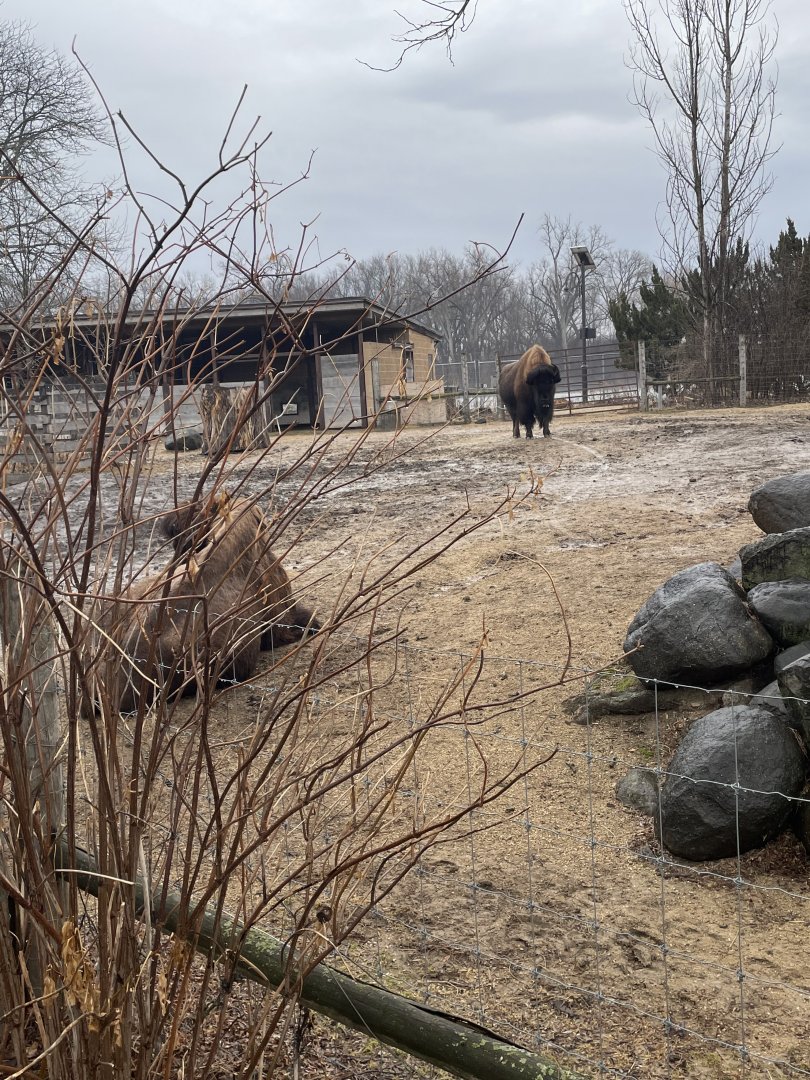 American Bison (3/17/22)