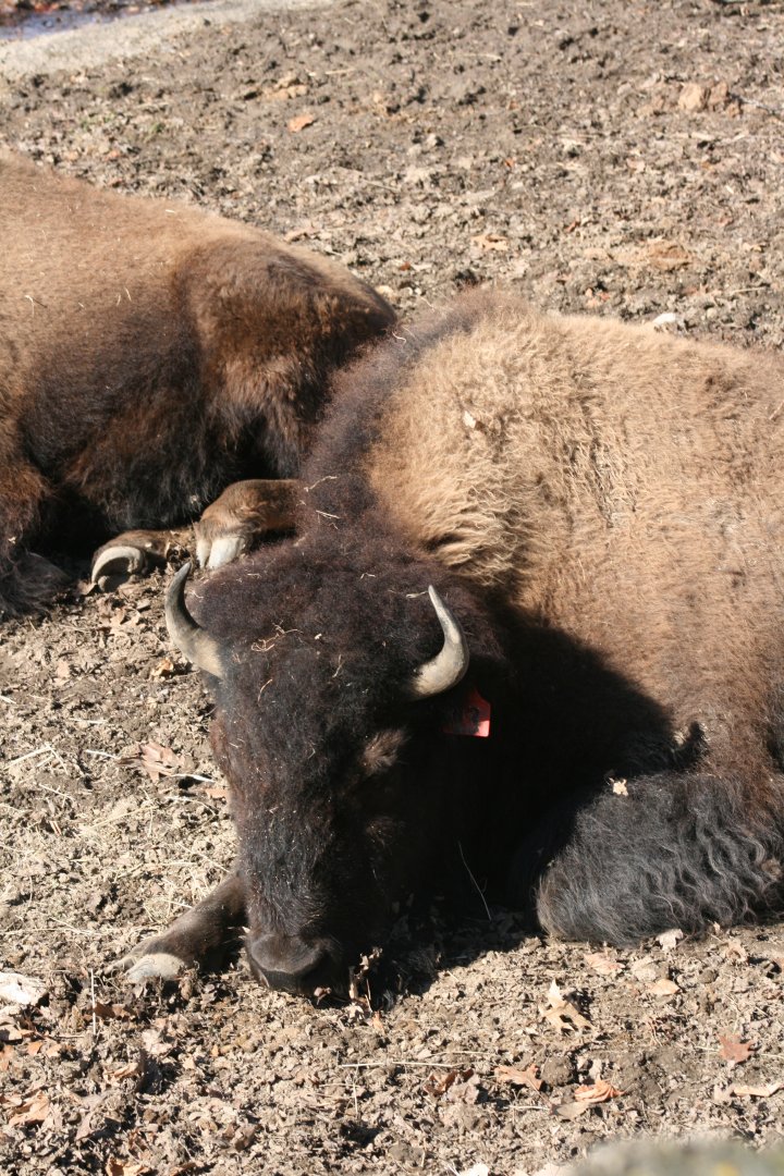 American Bison (3/9/2025)