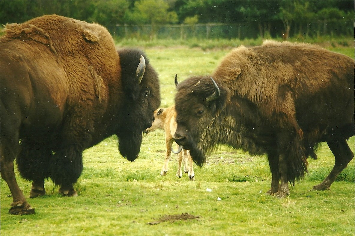 American Bison 8th August 1998