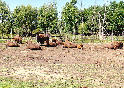 American Bison  @  African lion park Canada