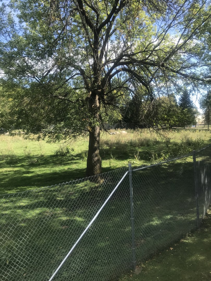 American Bison/American Elk Exhibit