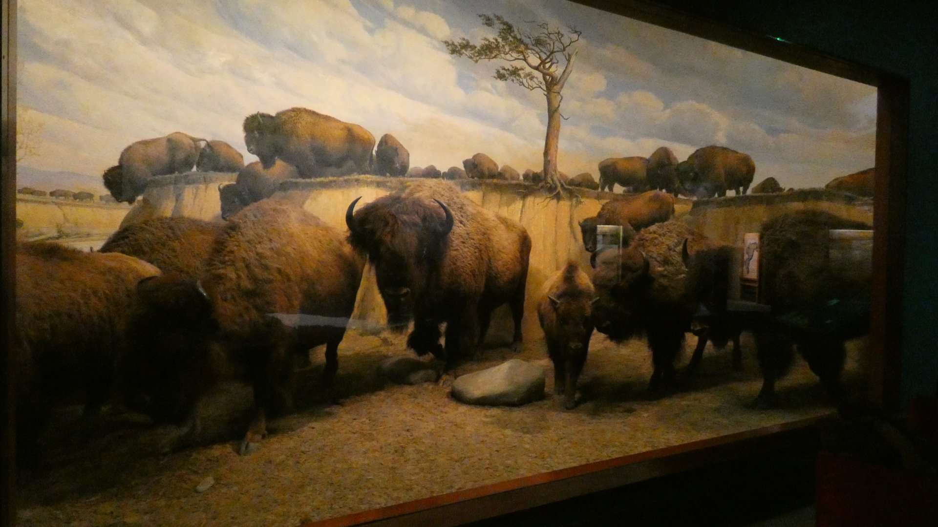American Bison, American Wilderness Display - Feb. 2022