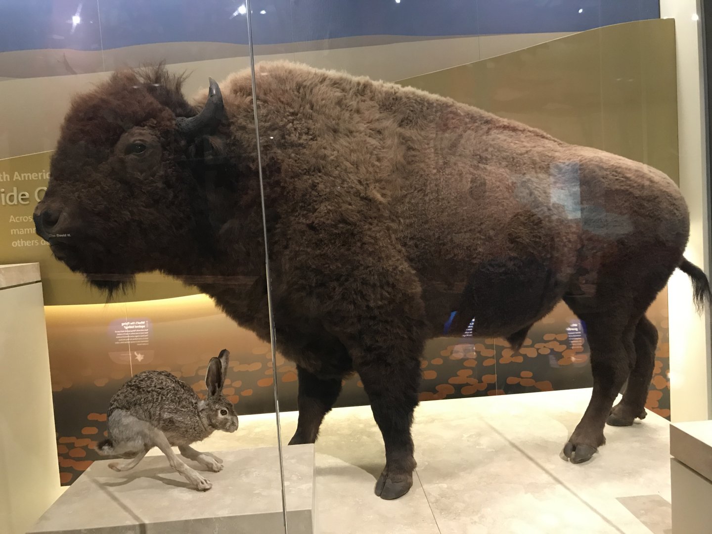 American Bison and Black-Tailed Jackrabbit