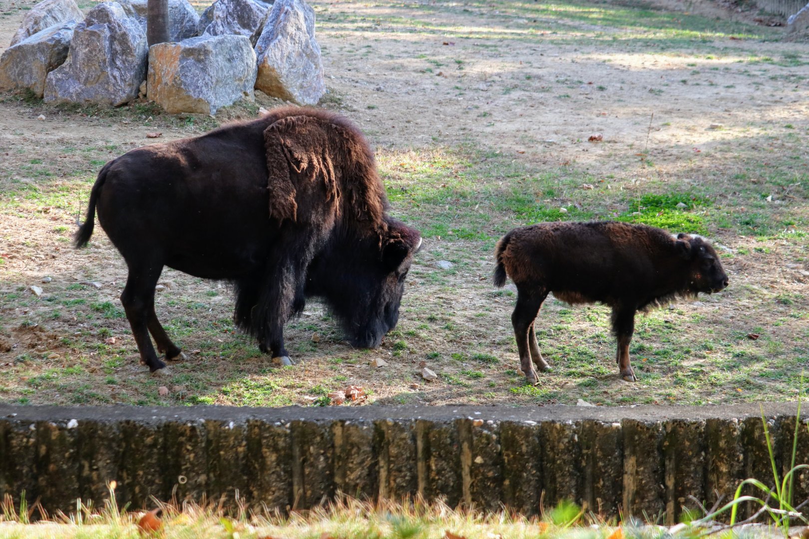 American Bison and calf