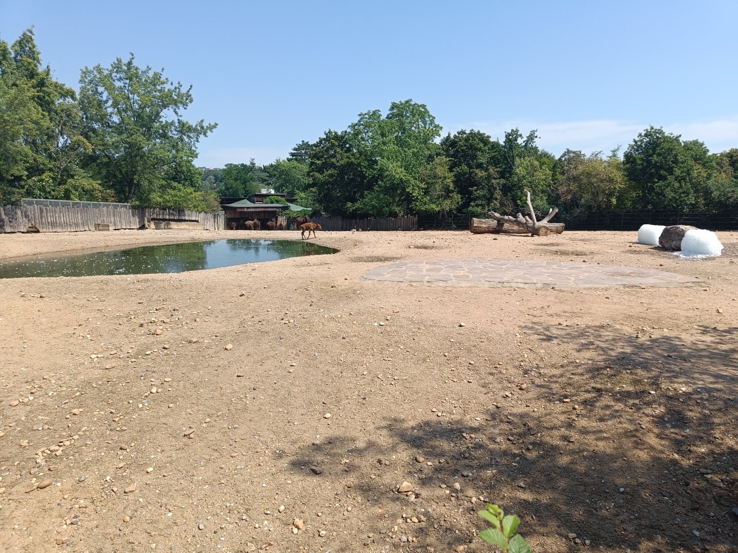 American Bison and Canada Goose enclosure - Plains