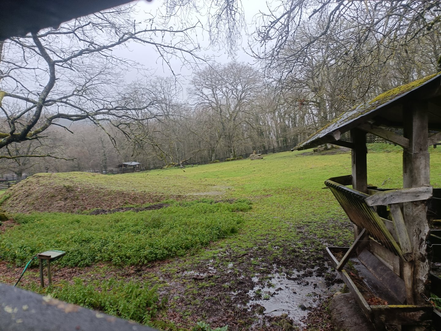 American bison and elk exhibit -Marcelle Naturaleza