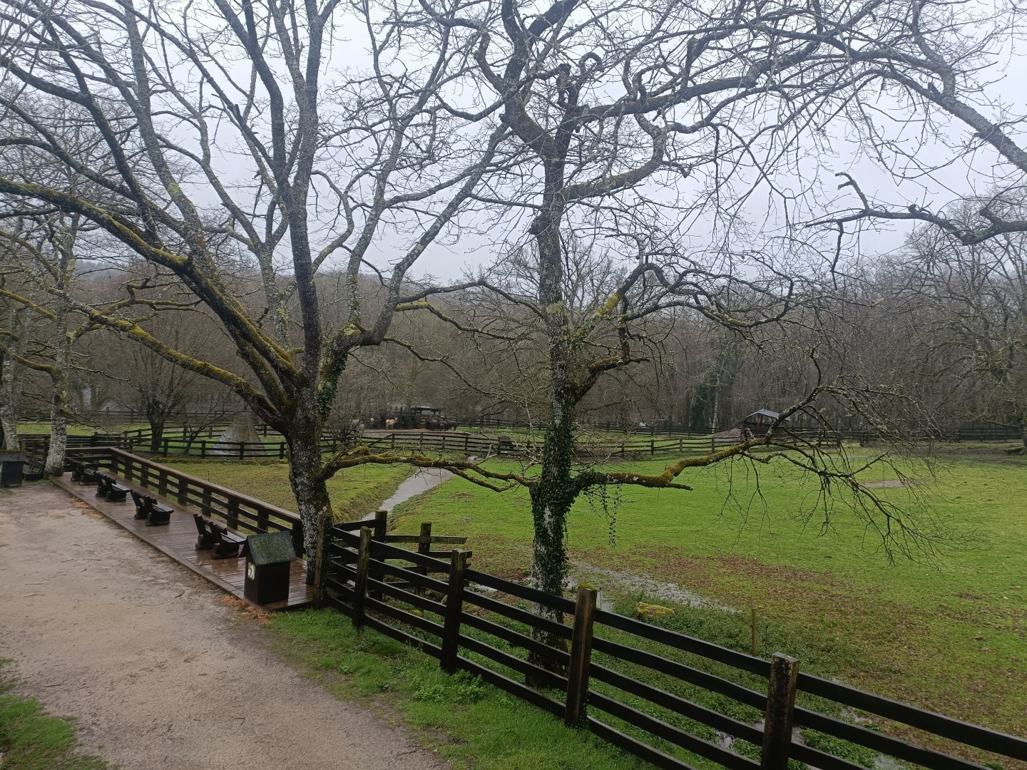 American bison and elk exhibit -Marcelle Naturaleza