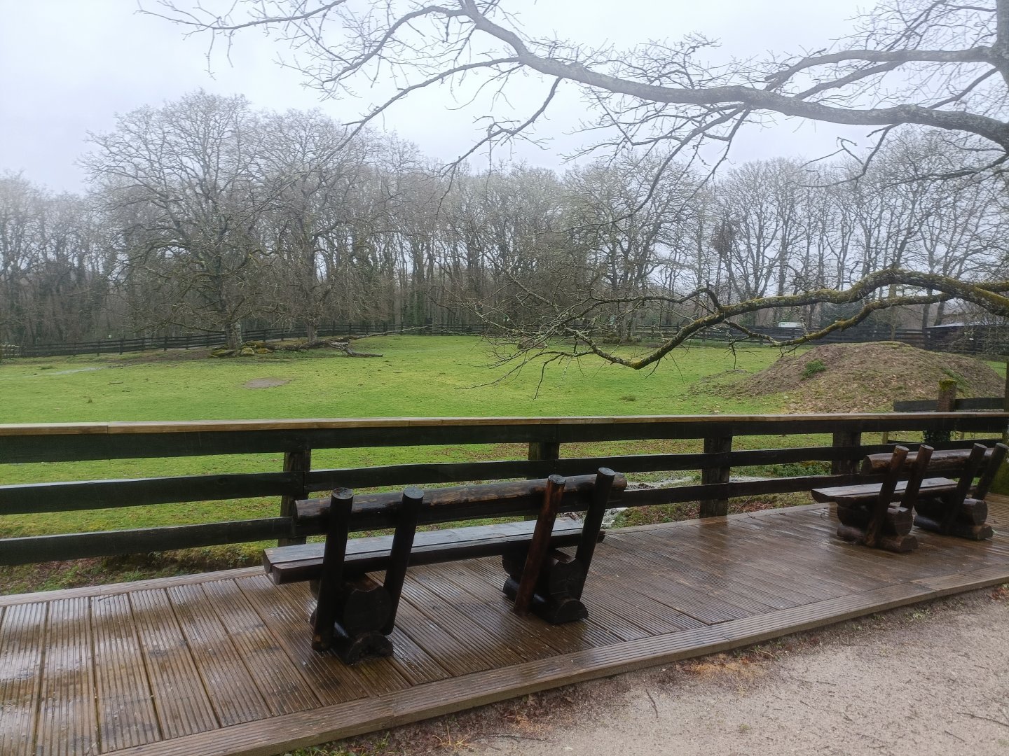 American bison and elk exhibit -Marcelle Naturaleza