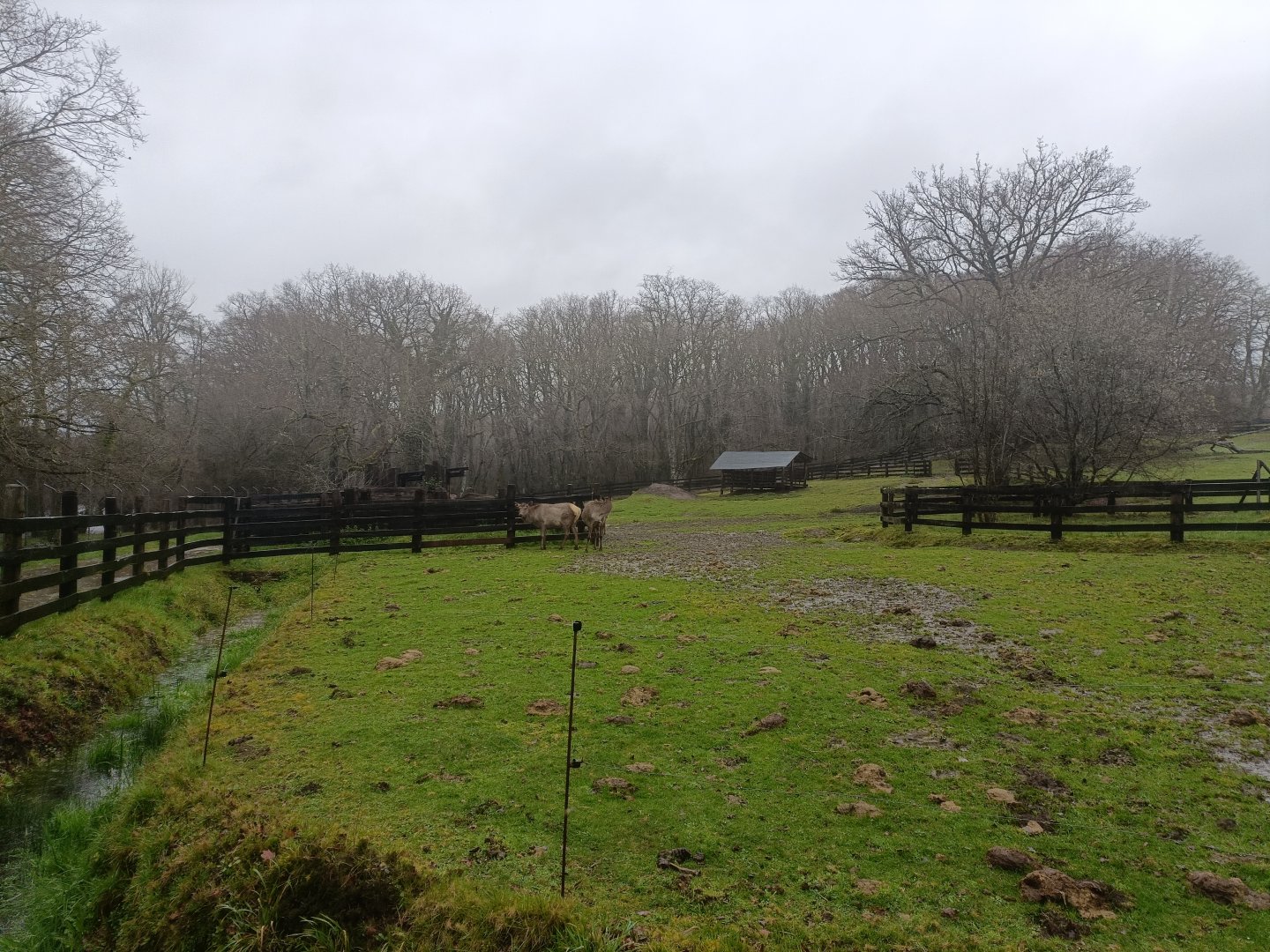 American bison and elk exhibit -Marcelle Naturaleza