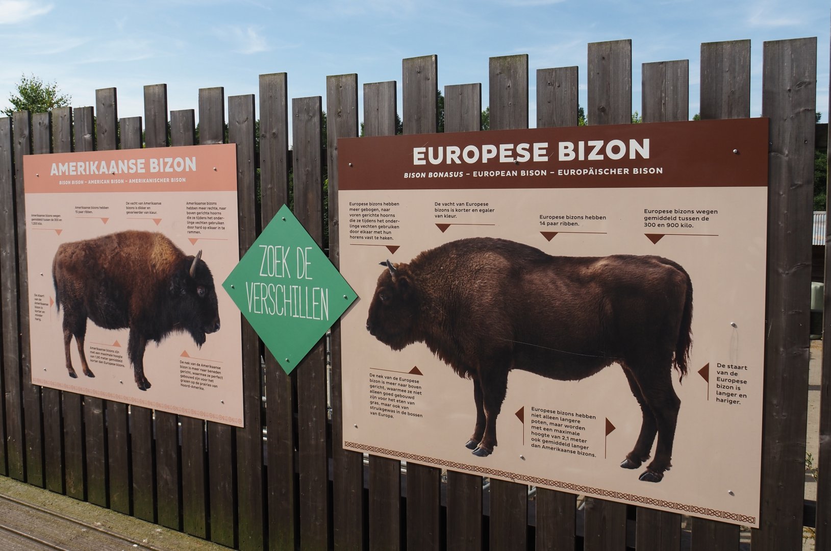 American bison and European bison comparison signs, 2024-06-30