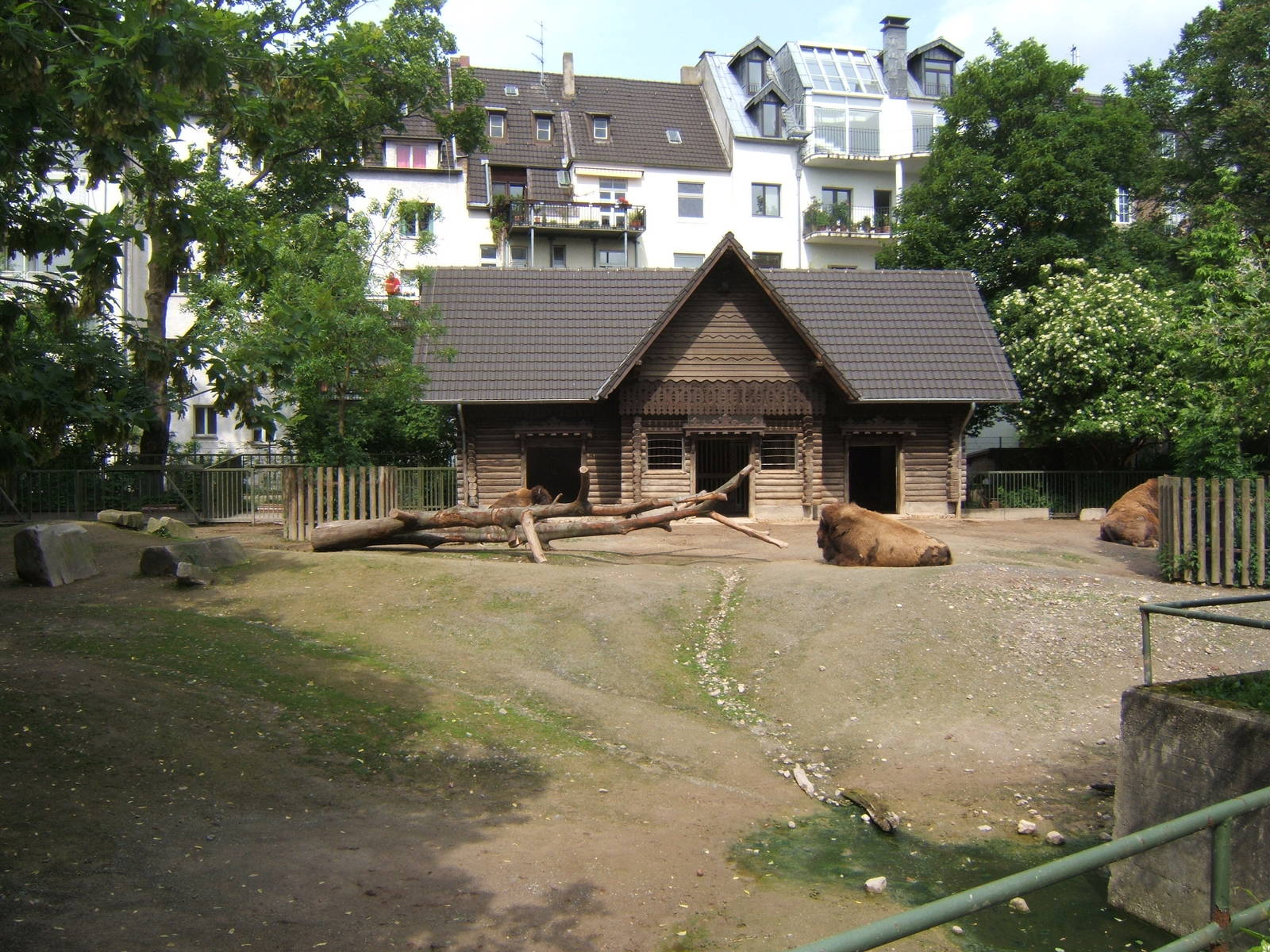 American Bison and house