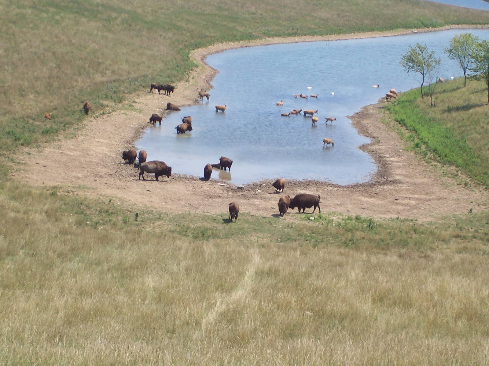 American Bison and Pere David's Deer Herd