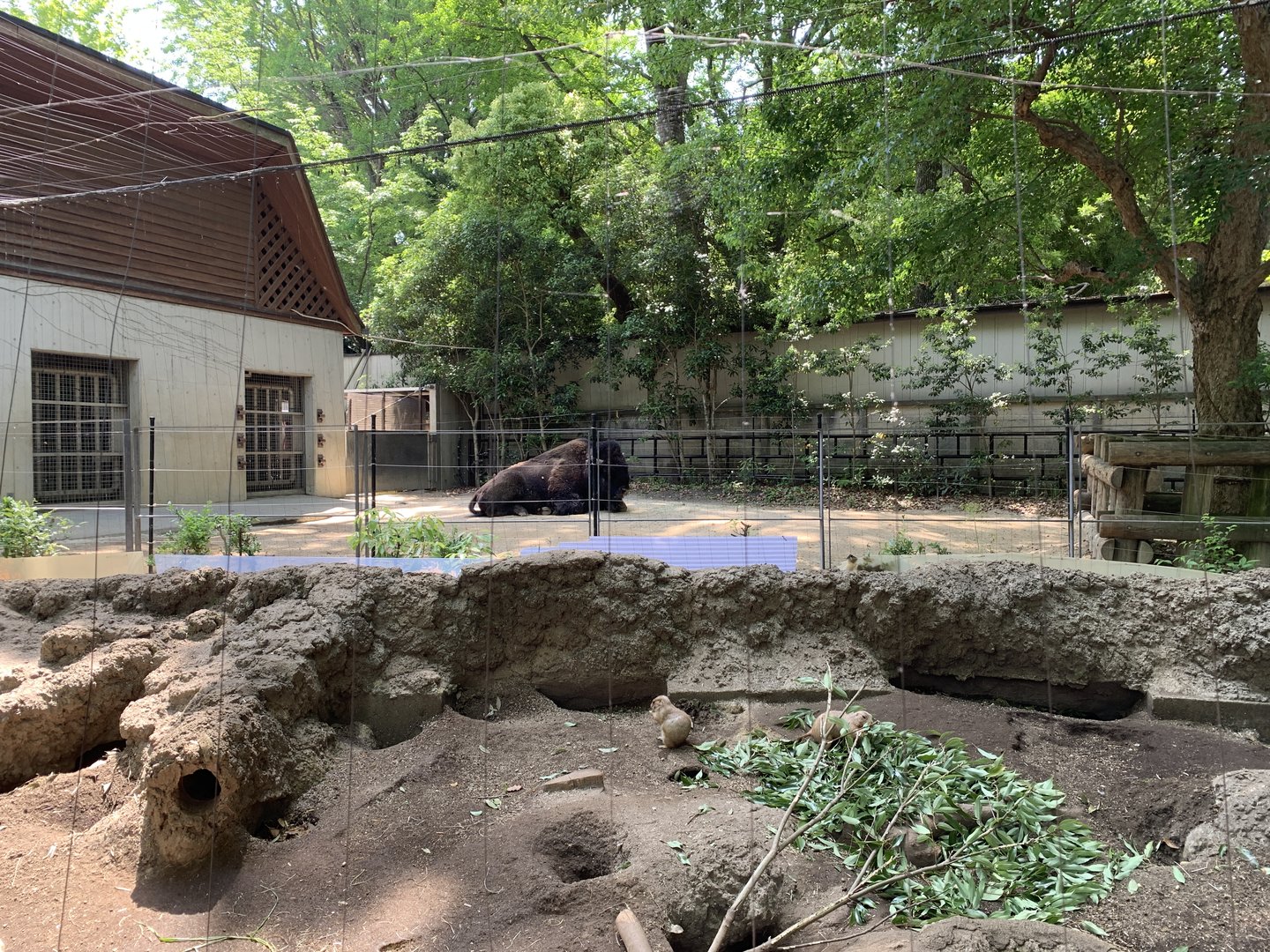 American Bison and Prairie Dog Exhibits