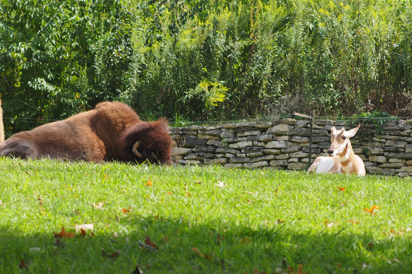 American bison and pronghorn