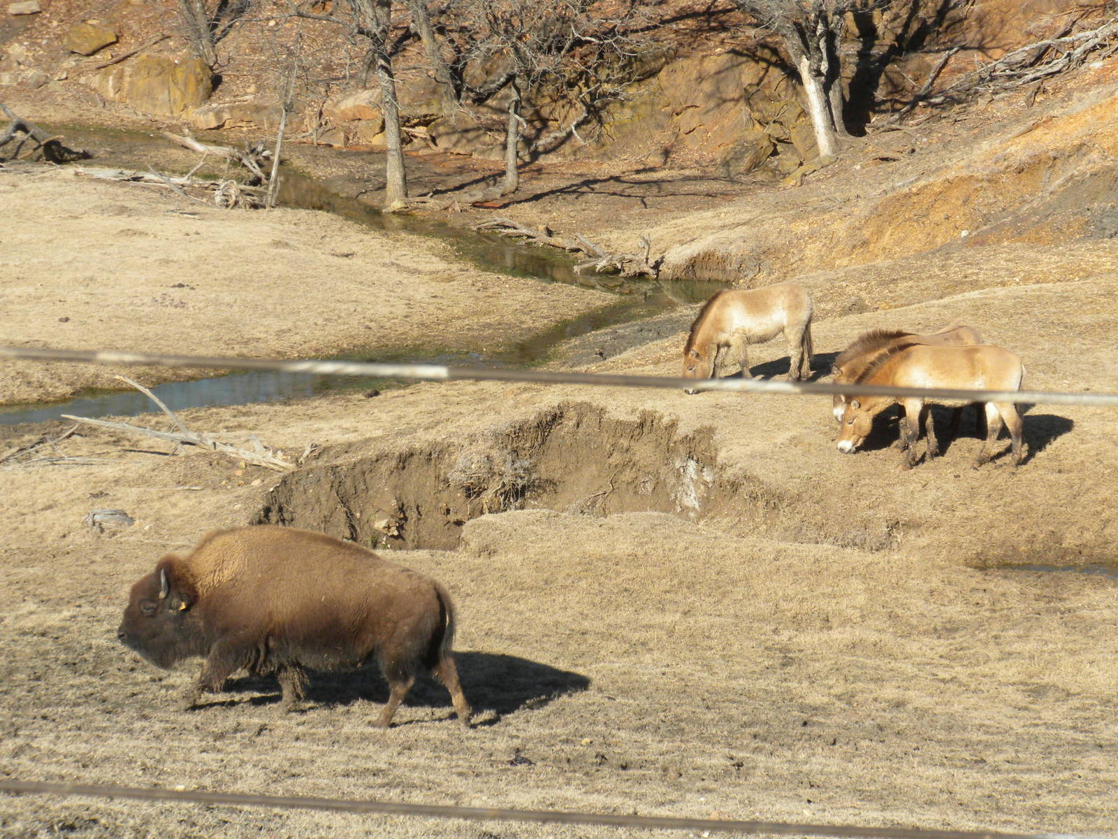 American Bison and Przewalski's Horse