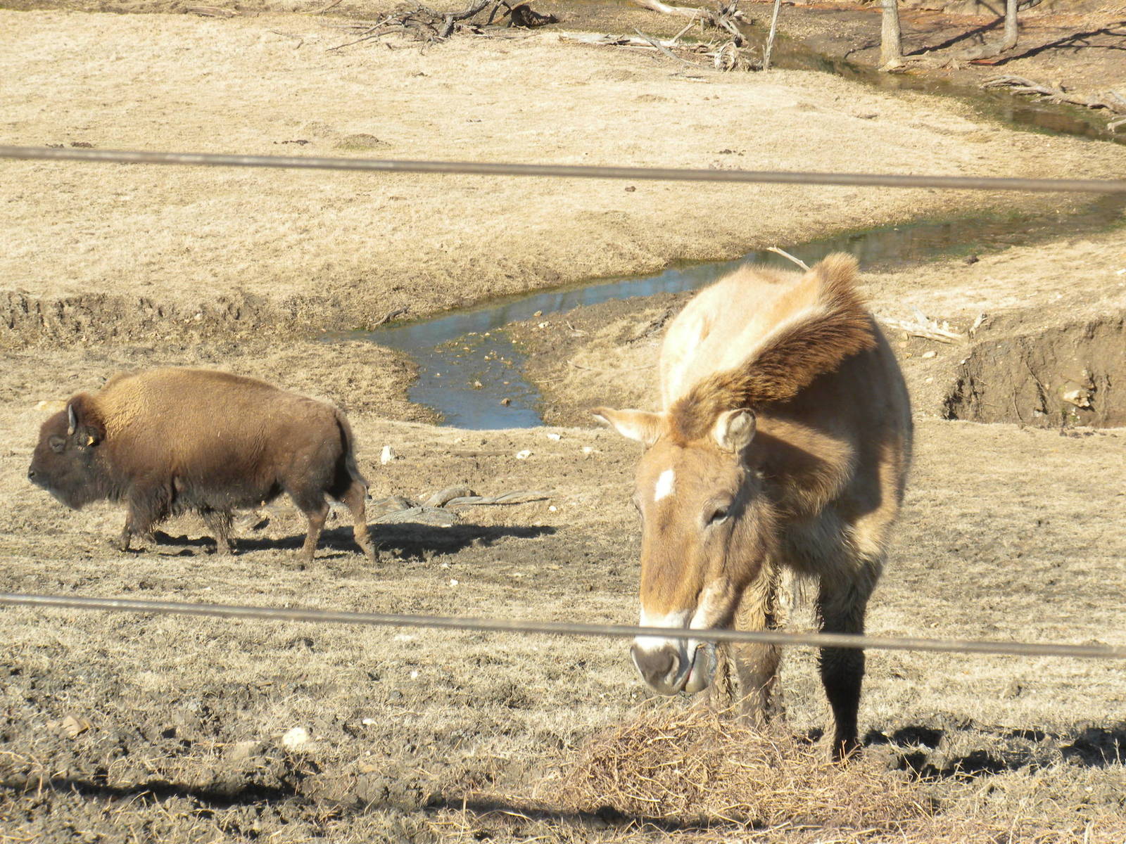 American Bison and Przewalski's Horse