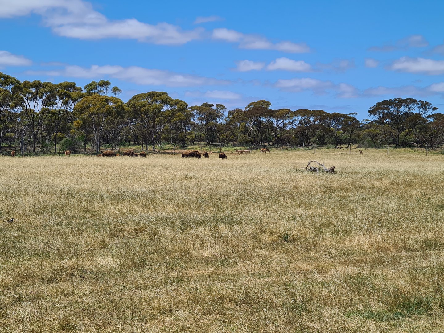 American Bison and Wild Horses grazing