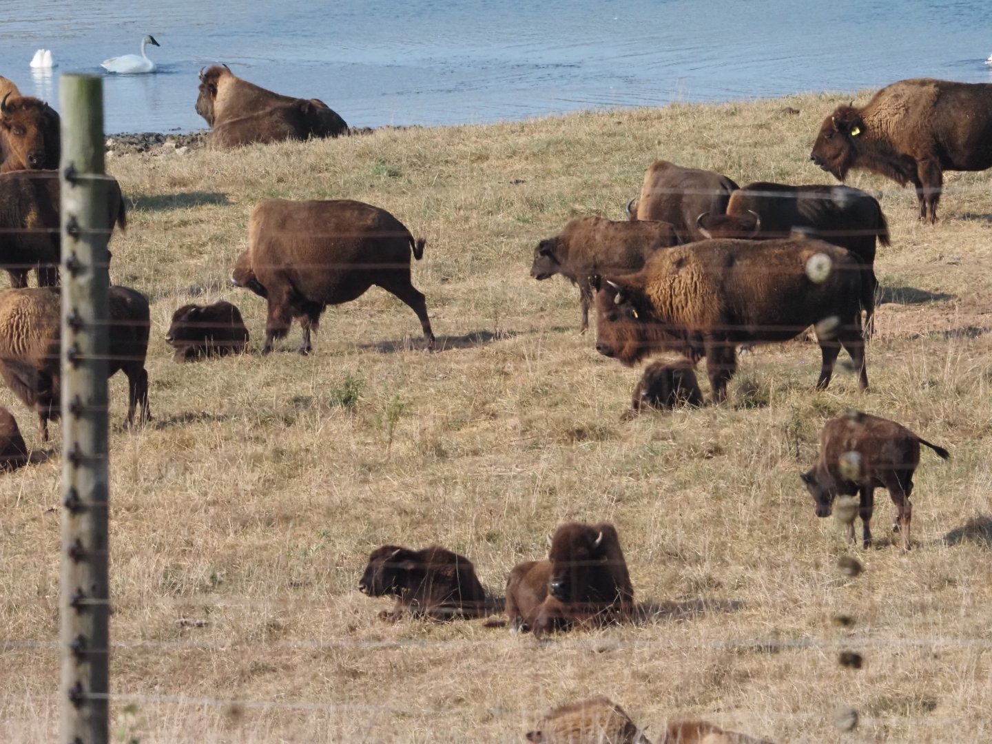 American Bison and Wild Trumpeter Swans