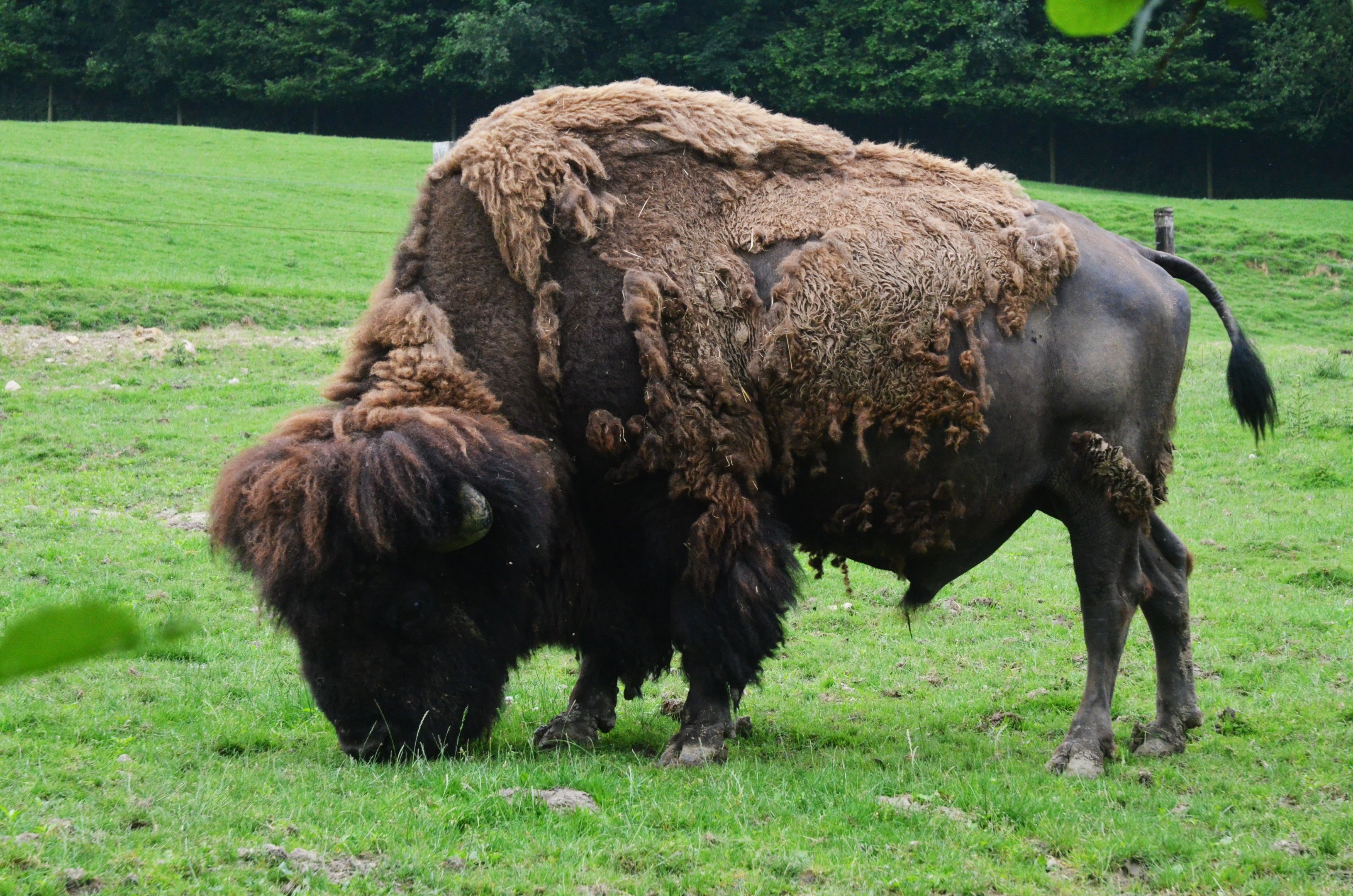 American Bison at CERZA, 10/06/18
