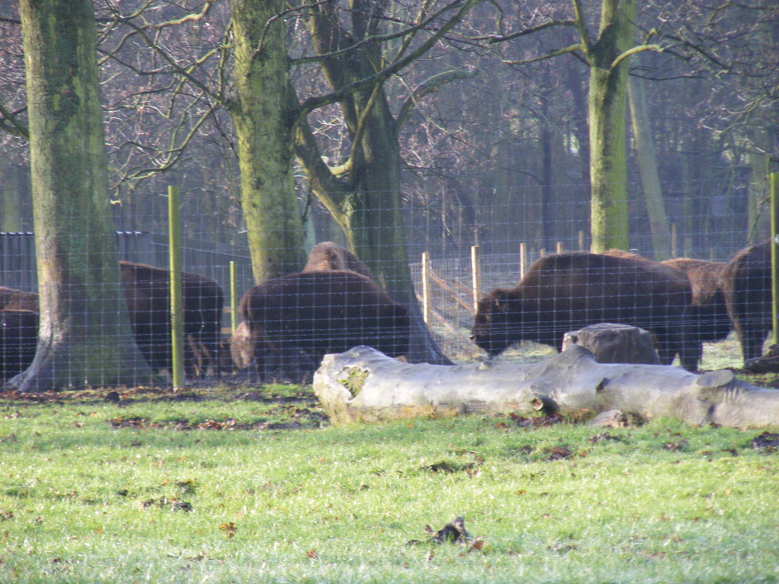 American bison at Knowsley Safari Park, 28 December 2009