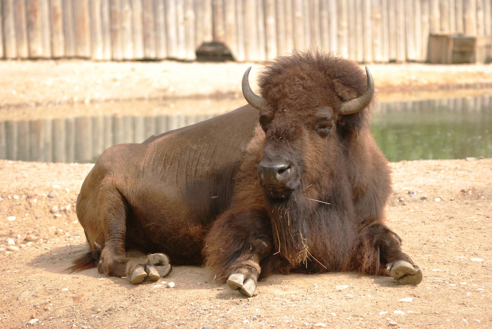 American Bison at Prague, 25/08/12