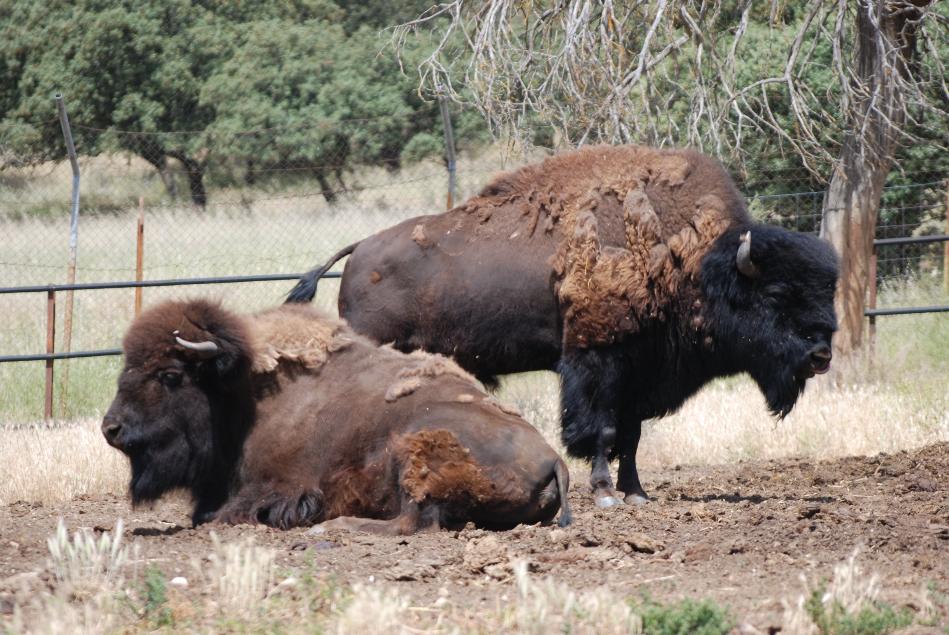 American Bison at Safari Madrid, 19th May 2022