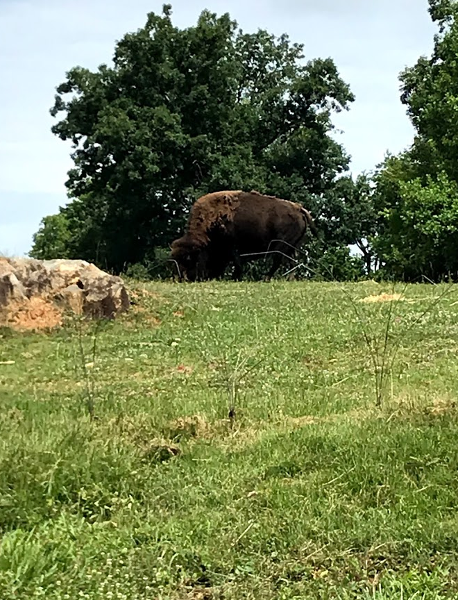 American Bison at the North Carolina Zoo
