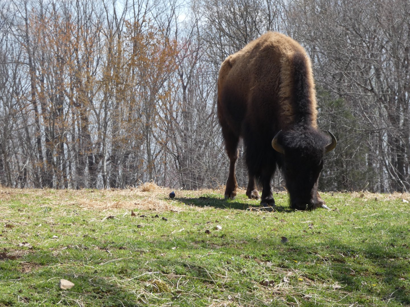 American Bison at the North Carolina Zoo