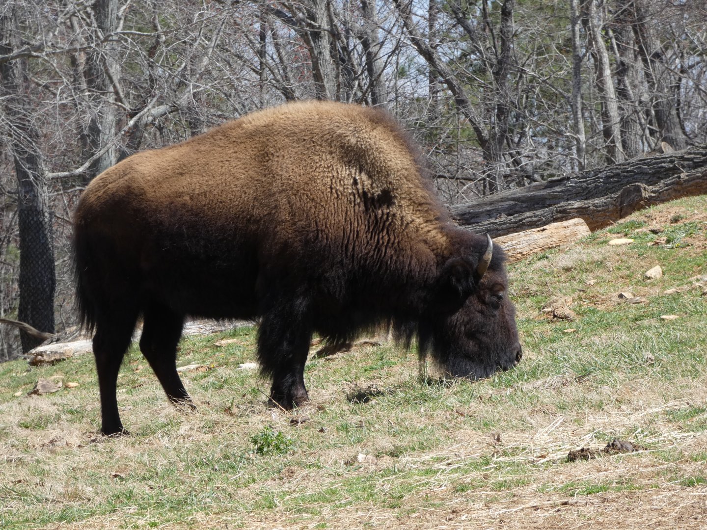 American Bison at the North Carolina Zoo