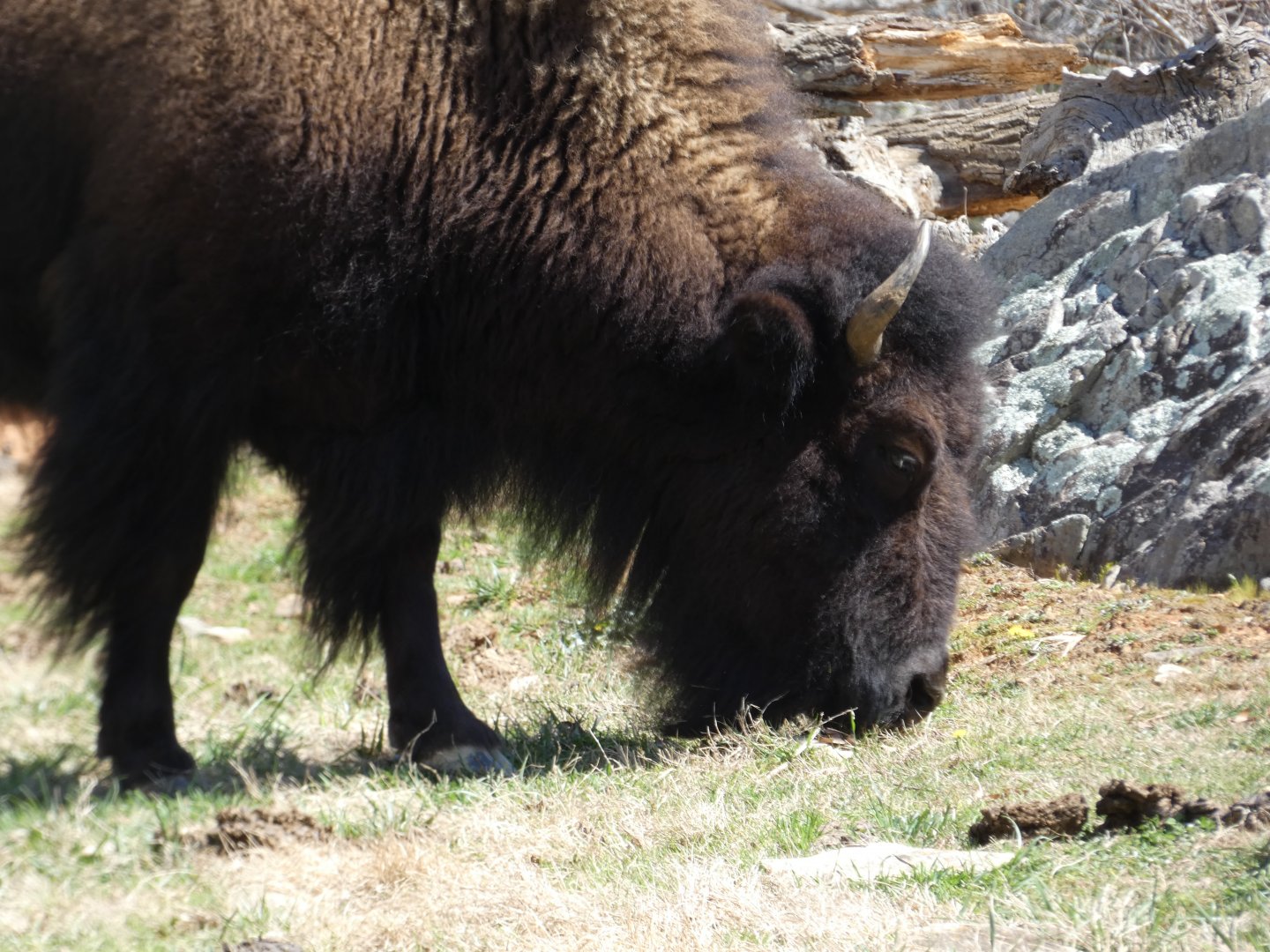 American Bison at the North Carolina Zoo