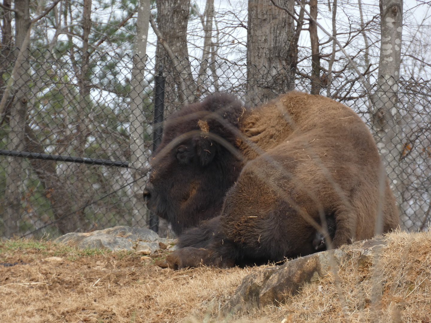 American Bison at the North Carolina Zoo